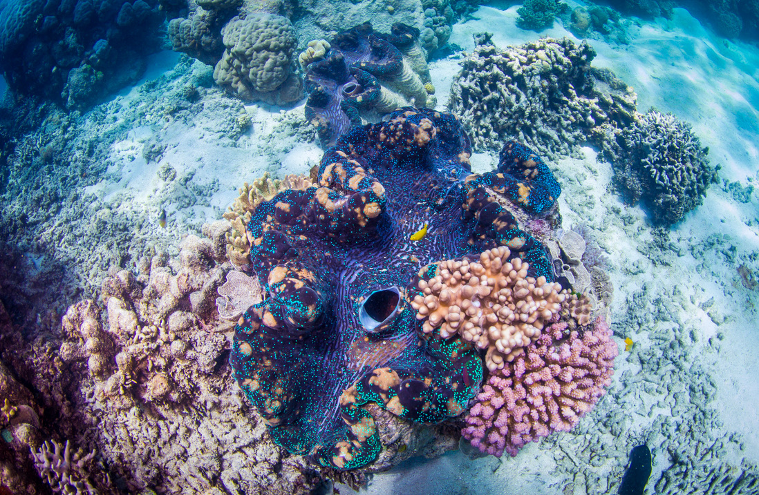 Great Barrier Reef scenery